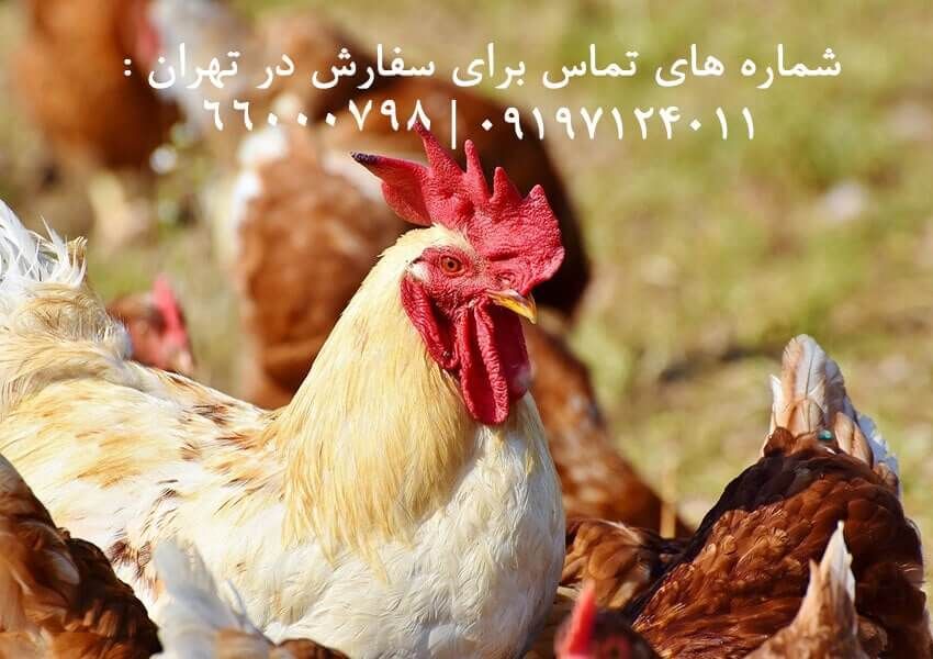 خرید آنلاین مرغ و خروس زنده در تهران