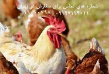 خرید آنلاین مرغ و خروس زنده در تهران