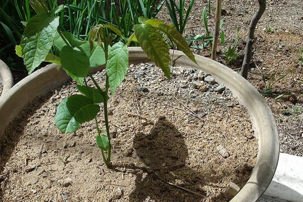 روش کاشت نهال گردو در گلدان