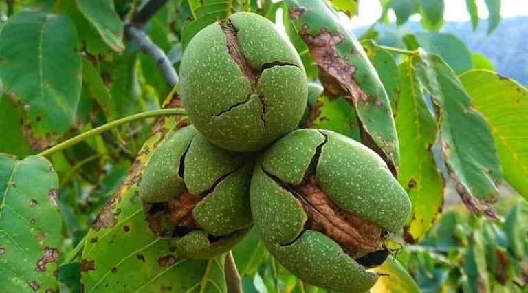 13 آفت مهم درخت گردو