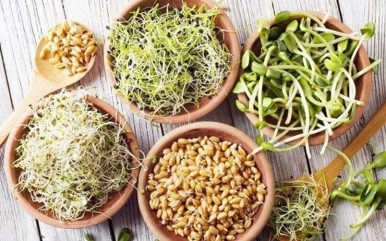 روش نگهداری جوانه گندم در یخچال