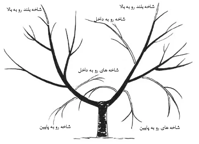 نحوه هرس نهال یک ساله