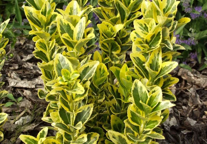 The best time to plant boxwood + types of boxwood