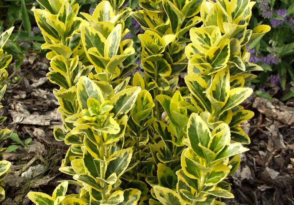 The best time to plant boxwood + types of boxwood