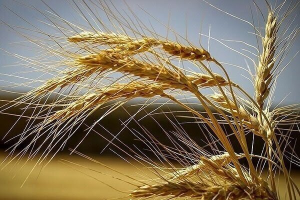 خرید ۴ میلیون و ۸۷۴ هزار تن گندم در هفته گذشته - خبرگزاری مهر | اخبار ایران و جهان
