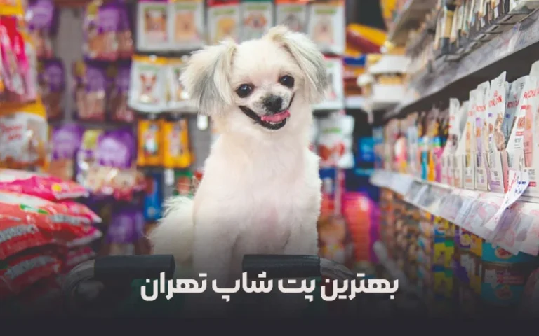 پیدا کردن بهترین پت شاپ تهران: راهنمای انتخاب بهترین فروشگاه حیوانات خانگی